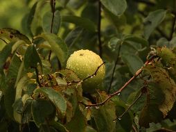 Es un árbol que prospera en climas tropicales y subtropicales, resistente a la sequía y con adaptabilidad de crecimiento en suelos arenosos. UNSPLASH / F. FRIGENI