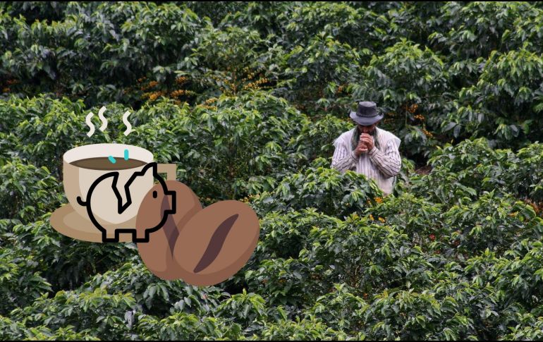 En lo que va de año, los futuros de este café han subido casi un 70 por ciento. EFE / ARCHIVO