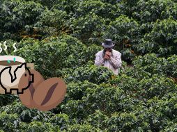 En lo que va de año, los futuros de este café han subido casi un 70 por ciento. EFE / ARCHIVO