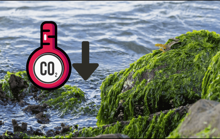 Esta nueva alga marina procesa enormes cantidades de CO2 en tiempo récord.ESPECIAL/Pexels y Canva