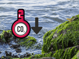 Esta nueva alga marina procesa enormes cantidades de CO2 en tiempo récord.ESPECIAL/Pexels y Canva
