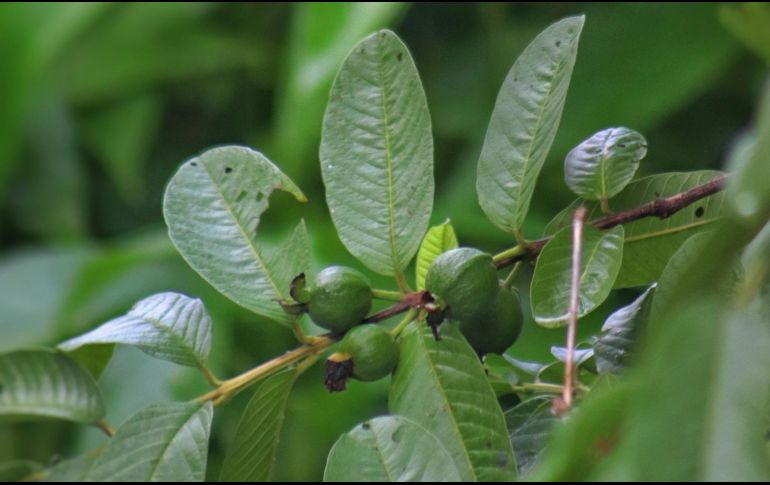 De acuerdo con la revista médica Journal of Ethnopharmacology, en las hojas del árbol de guayaba se pueden encontrar compuestos activos de carotenoides, polifenoles y flavonoides. Foto de Jay Prajapati en Unsplash