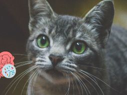 Es fundamental consultar con un veterinario antes de administrar cualquier medicamento. UNSPLASH / I. FERREIRA