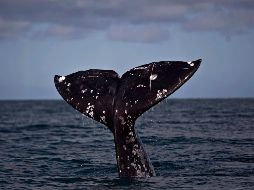 Diciembre es el mes en el que comienzan a darse avistamientos de ballenas cuando estas llegan a las costas el Pacífico Mexicano. EFE / ARCHIVO