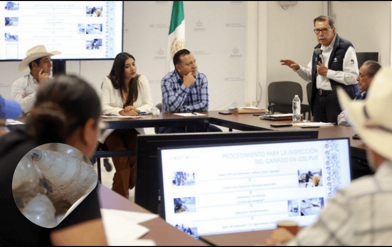 Diversas dependencia se reunieron con el fin de desarrollar estrategias preventivas para proteger el ganado de Jalisco. X/ @SaderJal/ GOBIERNO DE MÉXICO