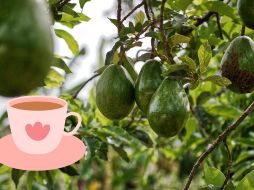 Se trata de un remedio casero sin efectos secundarios para la mayoría de las personas. ESPECIAL/Pexels y Canva