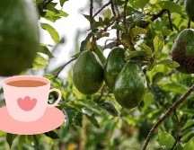 Se trata de un remedio casero sin efectos secundarios para la mayoría de las personas. ESPECIAL/Pexels y Canva