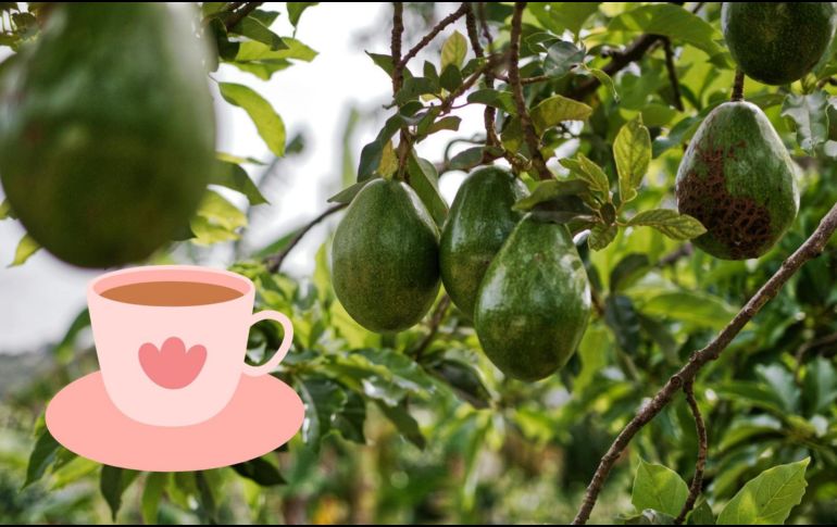 Se trata de un remedio casero sin efectos secundarios para la mayoría de las personas. ESPECIAL/Pexels y Canva