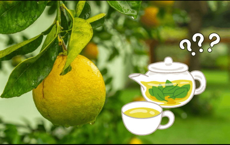 Las hojas de limón son una fuente de vitaminas y minerales con propiedades desinflamantes.ESPECIAL/Pexels Y Canva