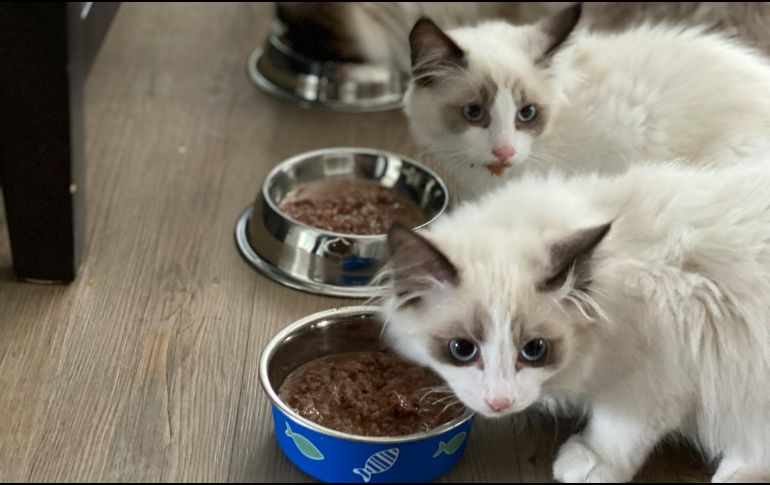 La experta sugiere que la comida húmeda puede ser una gran aliada. UNSPLASH / F. JORGE