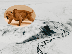 Este animal es un ejemplo extremadamente raro de conservación natural. Pexels / Flickr