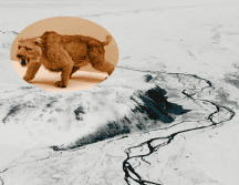 Este animal es un ejemplo extremadamente raro de conservación natural. Pexels / Flickr