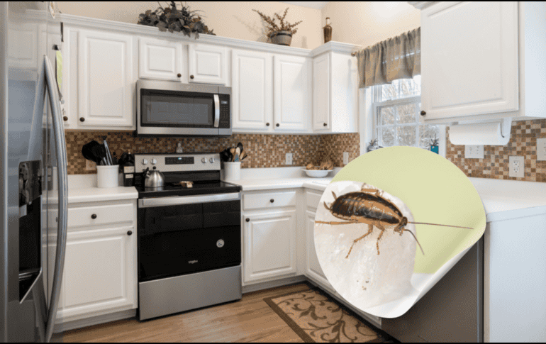 Existen varios remedios caseros efectivos que pueden ayudarte a combatir las cucarachas de manera natural. Canva