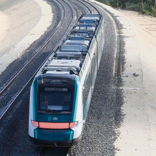 Condenan manejo de fauna en el Tren Maya