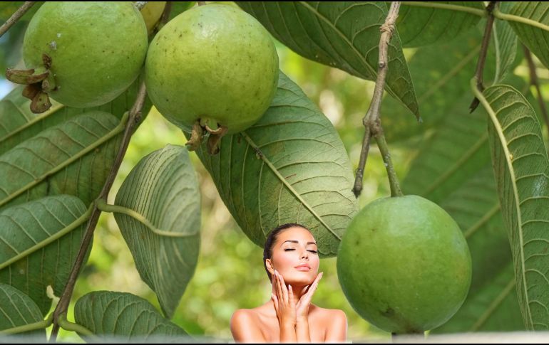 Hay múltiples beneficios que puedes aprovechar de la planta de guayaba. ESPECIAL / UNSPLASH Anisa Wulan Asri