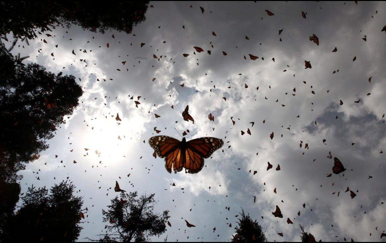 Comprender estos cambios es vital para proteger a las especies y preservar los ecosistemas. NTX / ARCHIVO