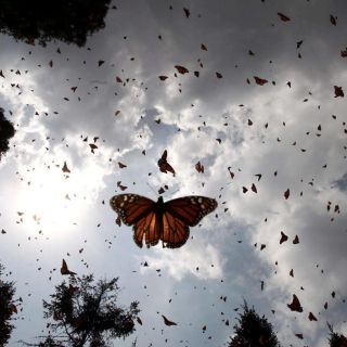 ¿Cómo el cambio climático afecta a la migración de las mariposas?