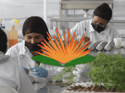 se sabe que la planta contiene metabolitos secundarios que le otorgan su capacidad para interactuar con su entorno y combatir patógenos. EL INFORMADOR / ARCHIVO