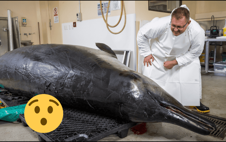 Ninguna ballena de esta especie ha sido vista viva en el mar. AP / ARCHIVO