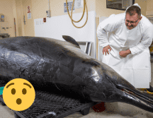 Ninguna ballena de esta especie ha sido vista viva en el mar. AP / ARCHIVO