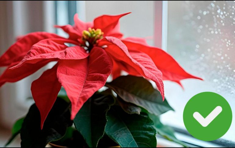 Las nochebuenas pueden durar varios meses o incluso años con los cuidados adecuados,.ESPECIAL/Freepik y Canva