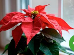 Las nochebuenas pueden durar varios meses o incluso años con los cuidados adecuados,.ESPECIAL/Freepik y Canva