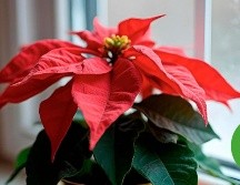 Las nochebuenas pueden durar varios meses o incluso años con los cuidados adecuados,.ESPECIAL/Freepik y Canva