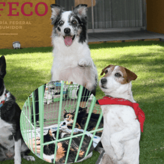 Sigue los consejos que da Profeco para dejar a tu mascota en una pensión