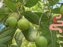 Se recomienda consultar a un especialista en nutrición. UNSPLASH / A. WULAN