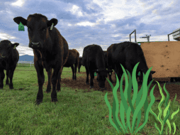 Un estudio de la Academia Nacional de Ciencias de Estados Unidos propone una solución basada en las algas marinas para una ganadería de pasto más respetuosa con el medioambiente. EFE/ ARCHIVO/ ESPECIAL/ CANVA