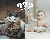 Los gatos pueden aprender a asociar palabras con imágenes y objetos. Pexels