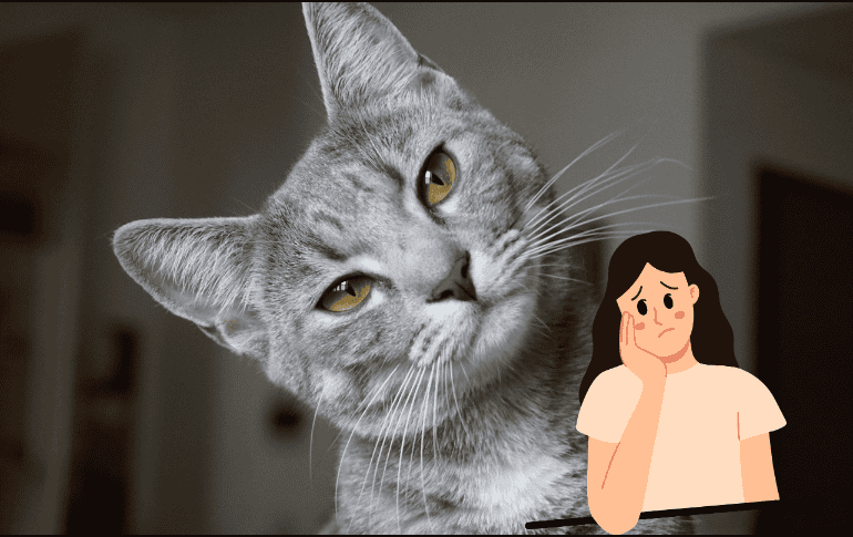 El manejo oportuno de este problema es fundamental para mejorar el pronóstico y la calidad de vida de tu gatos. CANVA/ ESPECIAL