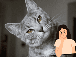 El manejo oportuno de este problema es fundamental para mejorar el pronóstico y la calidad de vida de tu gatos. CANVA/ ESPECIAL