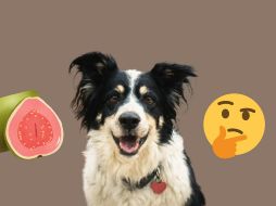 Consulta siempre con tu veterinario de confianza sobre los alimentos que le ofreces a tu mascota. ESPECIAL/Pixabay y Canva