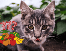 Se les debe de dar porciones pequeñas. UNSPLASH / C. CRUTTENDEN