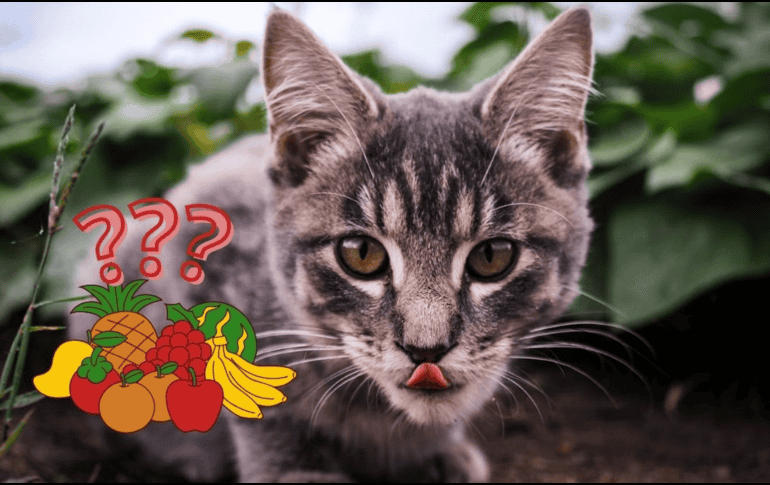 Se les debe de dar porciones pequeñas. UNSPLASH / C. CRUTTENDEN