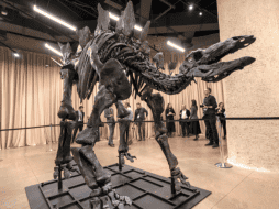 Este fósil de 150 millones de años, 3.5 metros de alto y 8.2 metros de largo. EFE / Ángel Colmenares