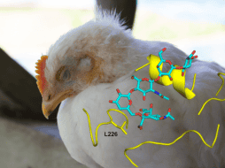 El virus de la gripe usa una proteína que se une a unos receptores que hay en la superficie de las células del huésped y que se denominan receptores de glicanos. EFE/ Investigación Scripps/ ESPECIAL /CANVA