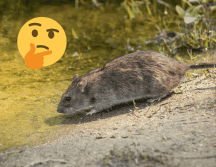 Los ratones son considerados como una plaga. Pexels