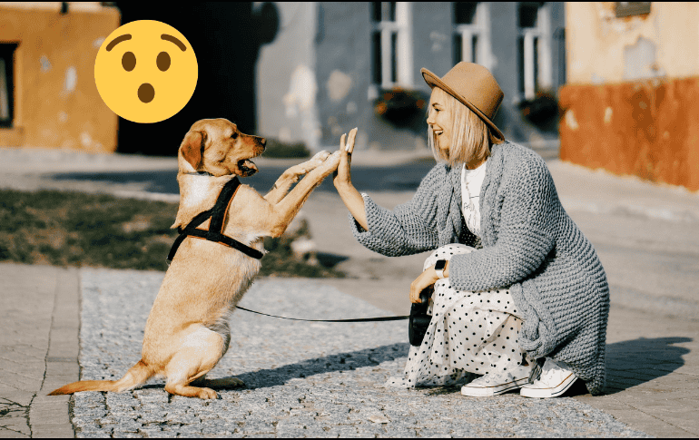 La frase “el perro es el mejor amigo del hombre” se usa para describir la estrecha relación entre los perros y los humanos. Pixabay