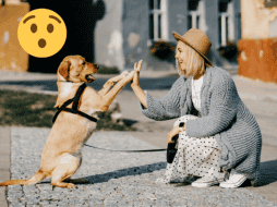 La frase “el perro es el mejor amigo del hombre” se usa para describir la estrecha relación entre los perros y los humanos. Pixabay