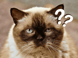 Una raza en específico de gatos es la que se puede ver afectada con la edad respecto el cambio en su pelaje. ESPECIAL/Pixabay