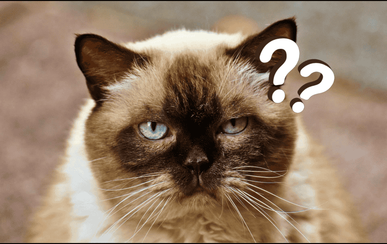 Una raza en específico de gatos es la que se puede ver afectada con la edad respecto el cambio en su pelaje. ESPECIAL/Pixabay