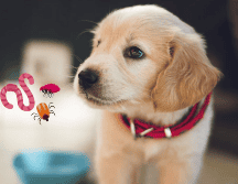 Las enfermedades que transmiten los parásitos de los animales pueden ser contagiosas para los humanos. UNSPLASH / B. GUMUSTEKIN