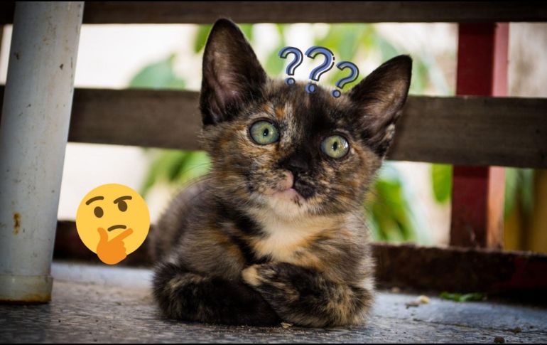 La mayoría de las causas de la respiración abdominal son severas y requieren tratamiento rápido. ESPECIAL/Pixabay y Canva