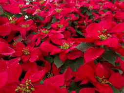 México celebra el Día Nacional de la Nochebuena, flor mexicana que se expandió por el mundo para la navidad. NOTIMEX/H. BORGES