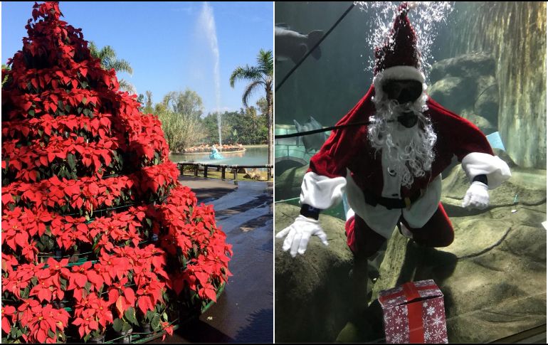 Visita el Zoológico Guadalajara en temporada decembrina; estas son las actividades que podrás disfrutar. ESPECIAL