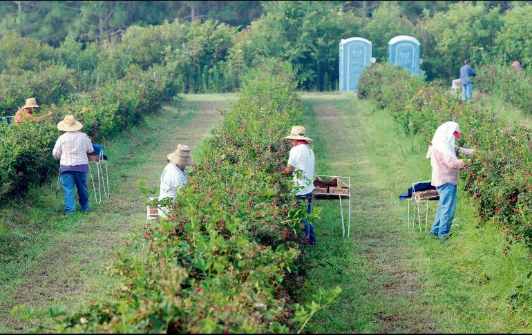 Mexicanos en Estados Unidos representan un importante ingreso económico para el país. EL INFORMADOR/ Archivo