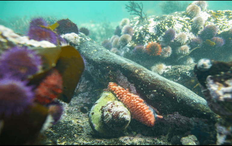 Nunca hasta ahora se había empleado esta técnica de una manera global y estandarizada. EFE / ARCHIVO