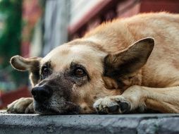 En caninos de edad avanzada, los síntomas de pancreatitis pueden ser menos evidentes y confundirse con signos normales del envejecimiento.  CANVA